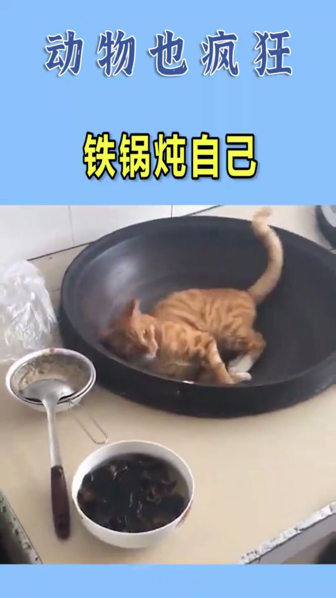 小猫咪能有什么坏心眼呢,表演一个铁锅炖自己