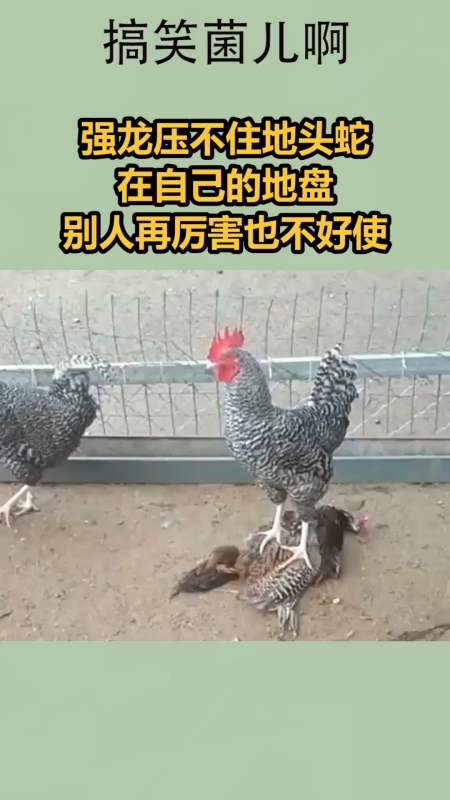 我要上热门#强龙压不住地头蛇,在自己的地盘,别人再厉害也不好使