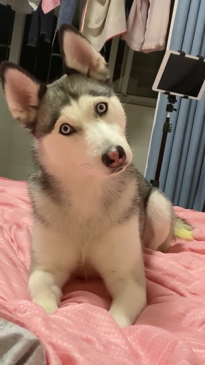 哈士奇这波歪头杀可以