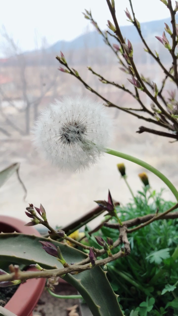 蒲公英冬天的样子图片