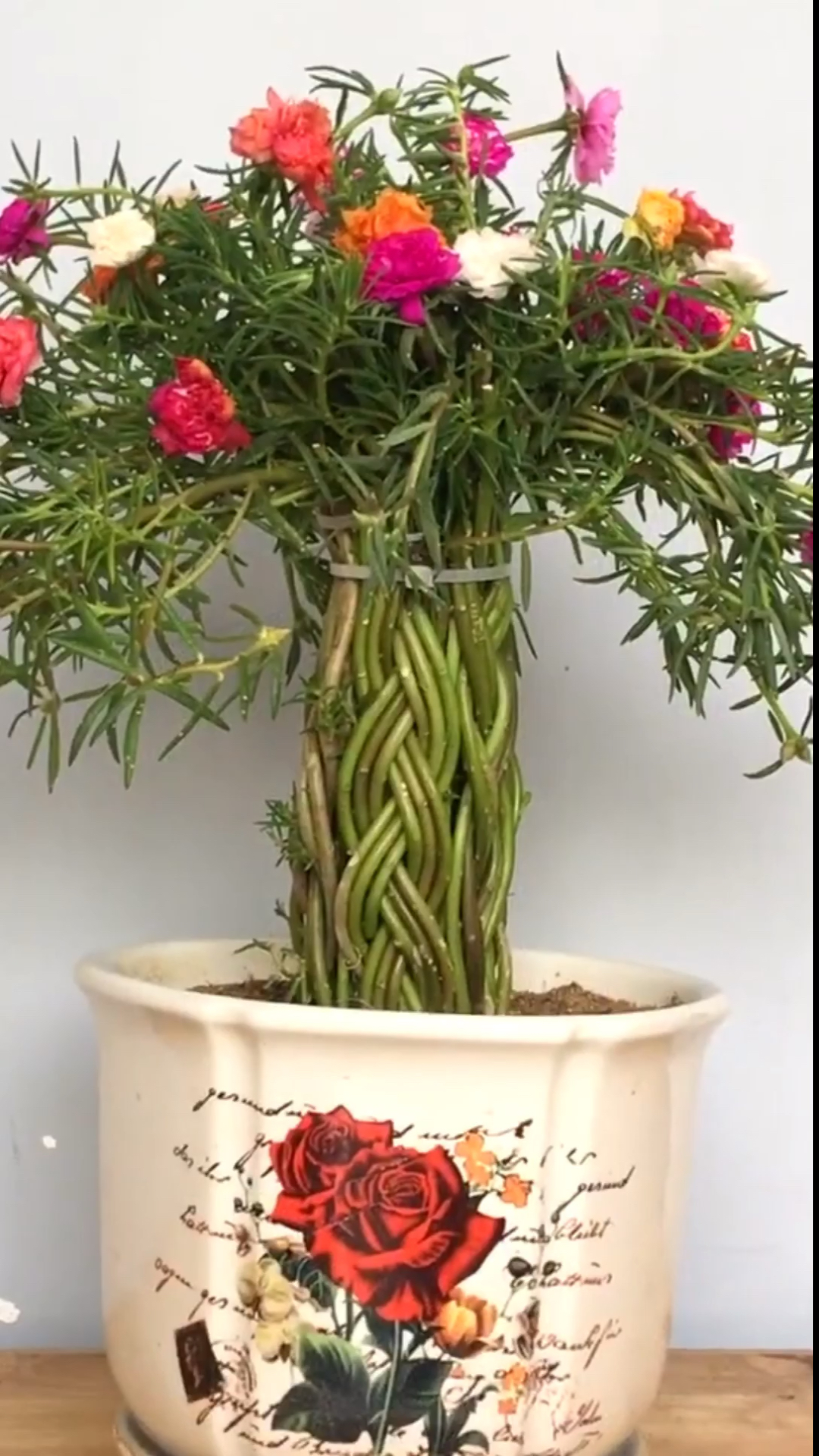 将农村最常见俗称"掐不死"的太阳花,编个辫子,凹出时尚盆栽造型!