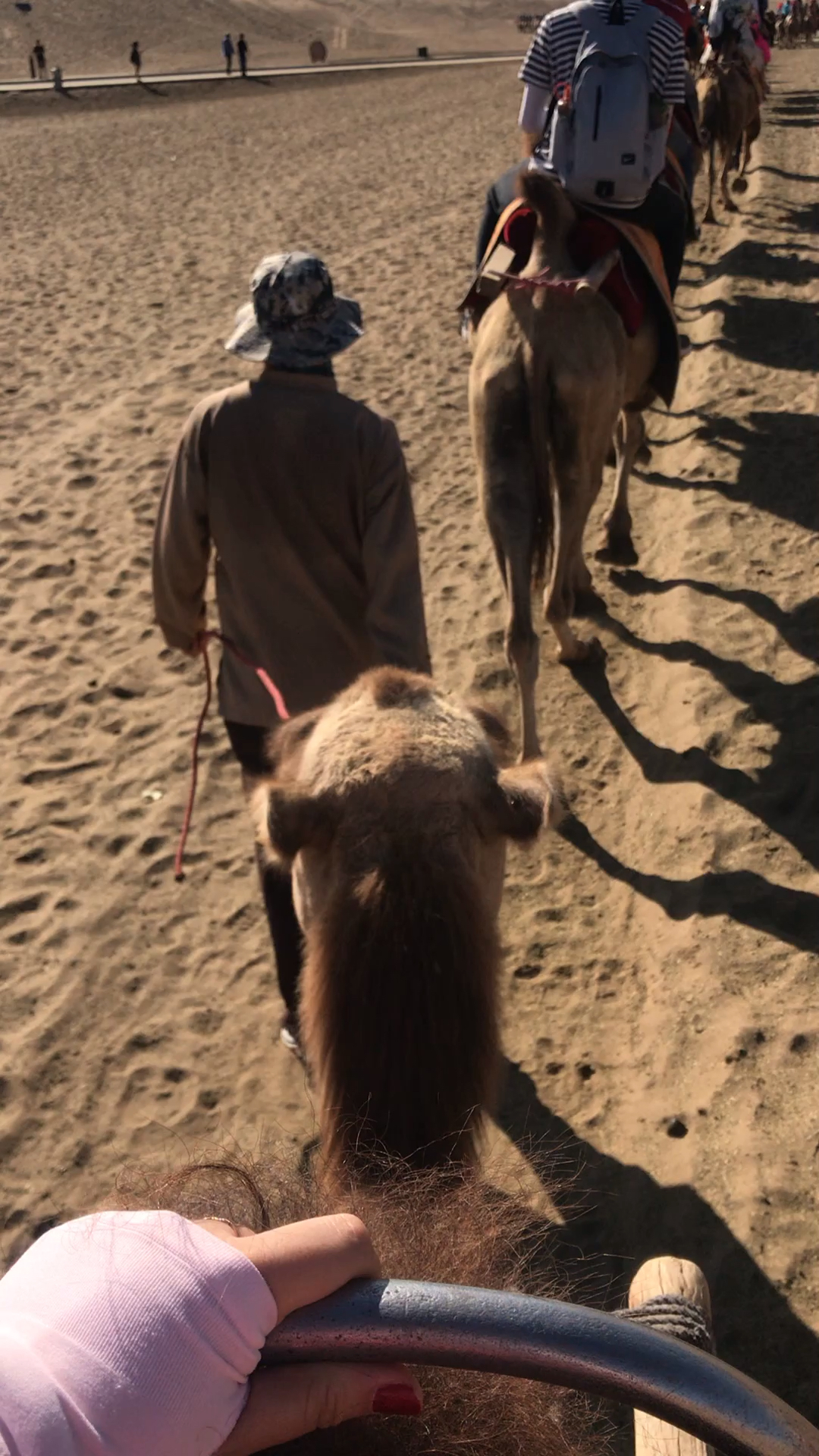 骑骆驼拍照姿势图片