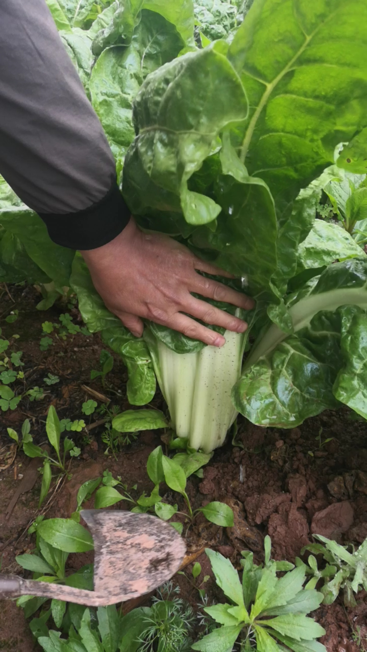 几天不见牛皮菜长这么好,砍一棵回去炒!