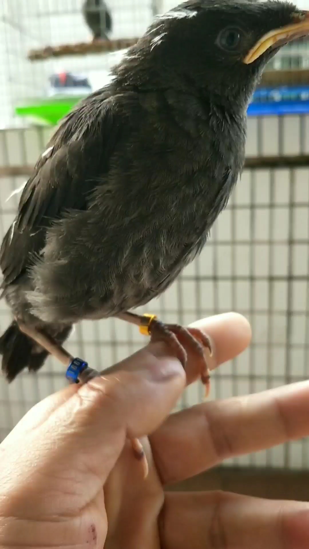 八哥戴上脚环注定了这辈子有主人了