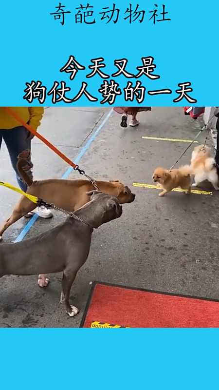 我要上热门#今天又是狗仗人势的一天