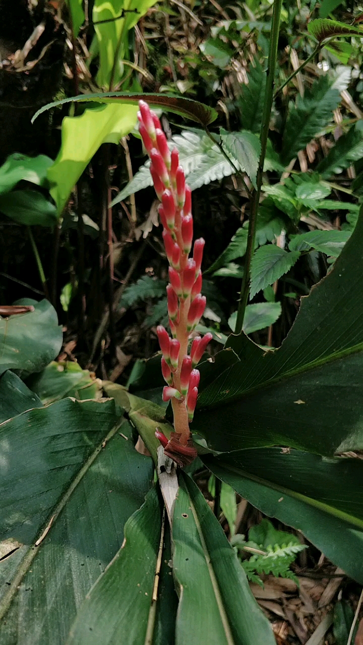 乡村生活#秋叔玩山货【野生山姜,也叫九节莲】花儿真漂亮!