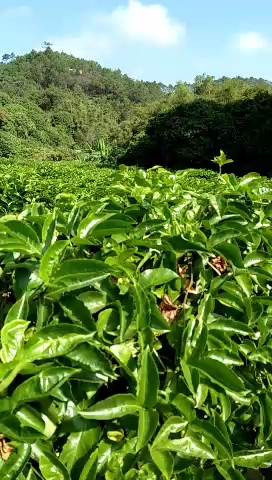 农村山卡拉,风好水好空气好