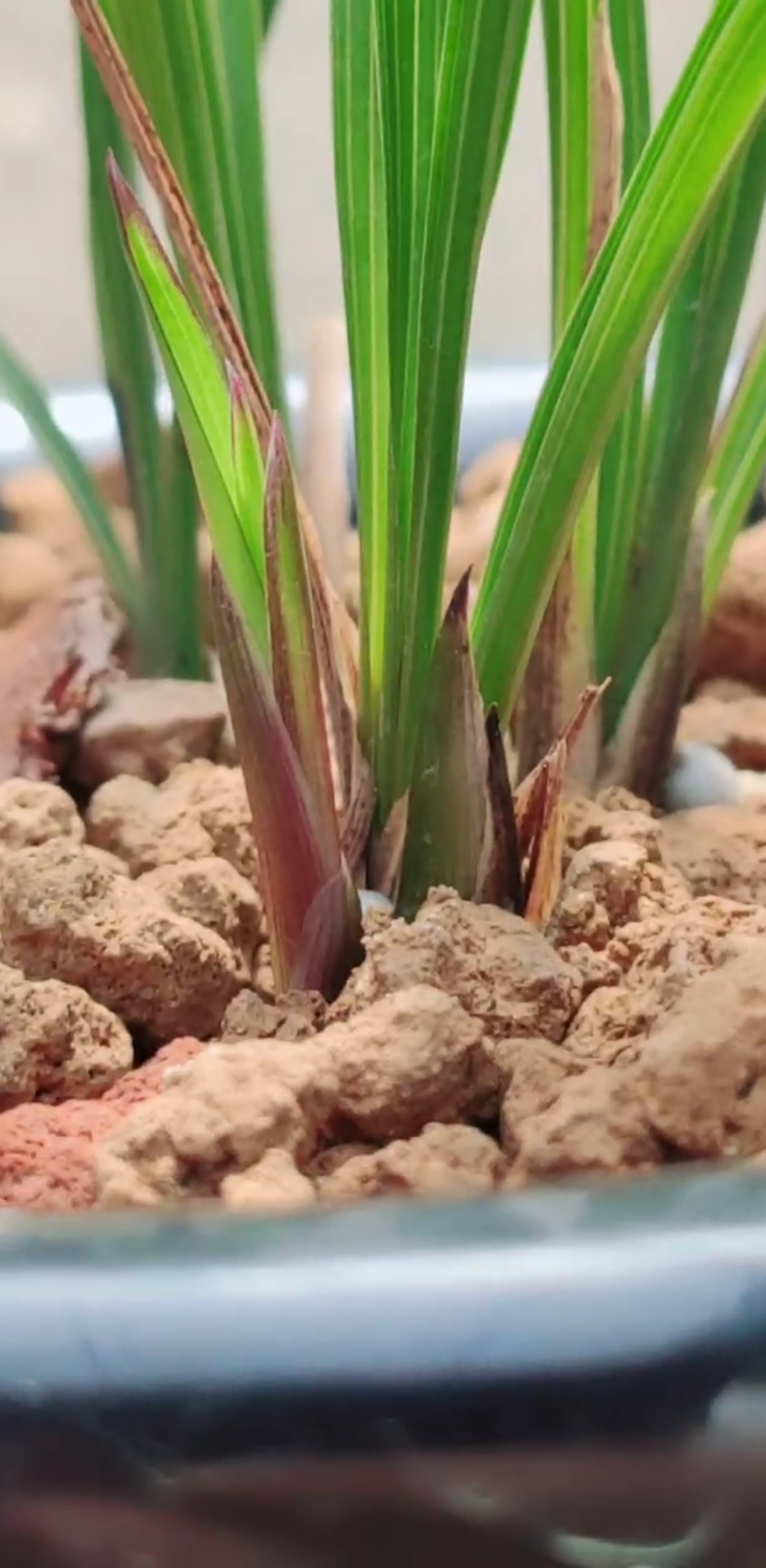 兰花小站#莲瓣兰 大唐凤羽喜欢的兰友看过来