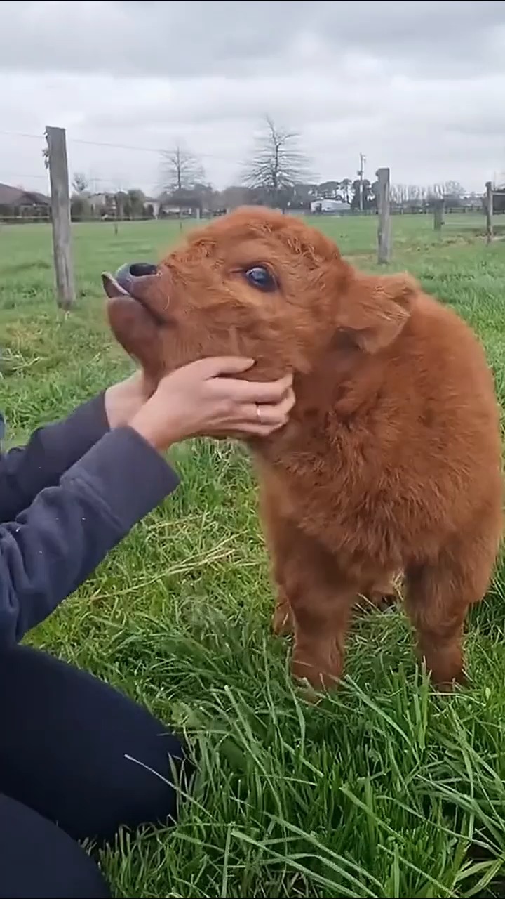 可爱的小牛,艾特你家憨憨一起来看可爱的高地牛宝宝