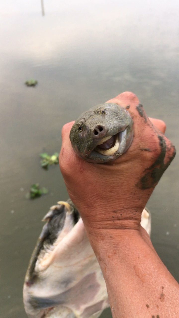 这是高手#挑战百度全网抓甲鱼,谁能?