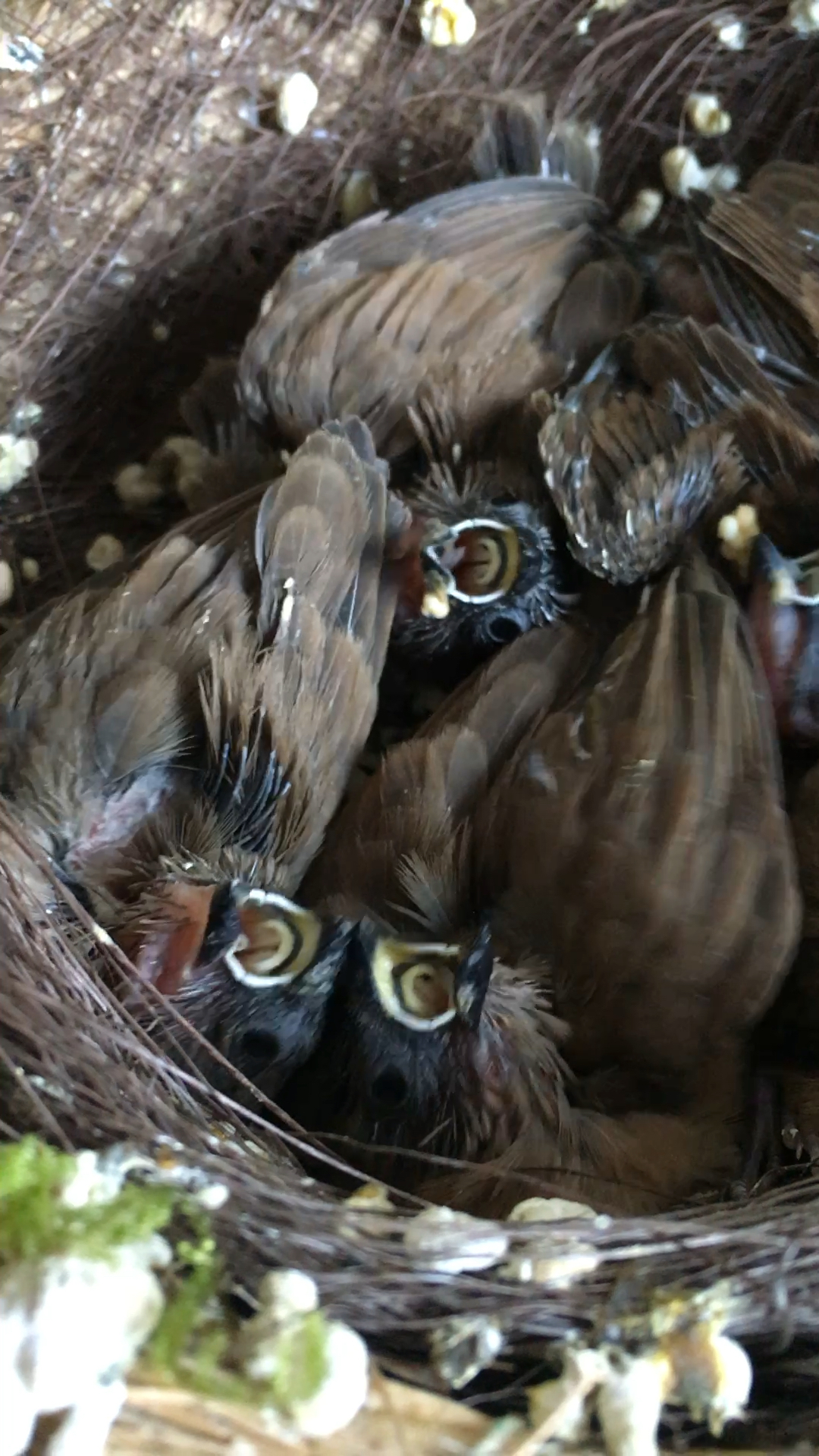 是什么鸟小麻雀?