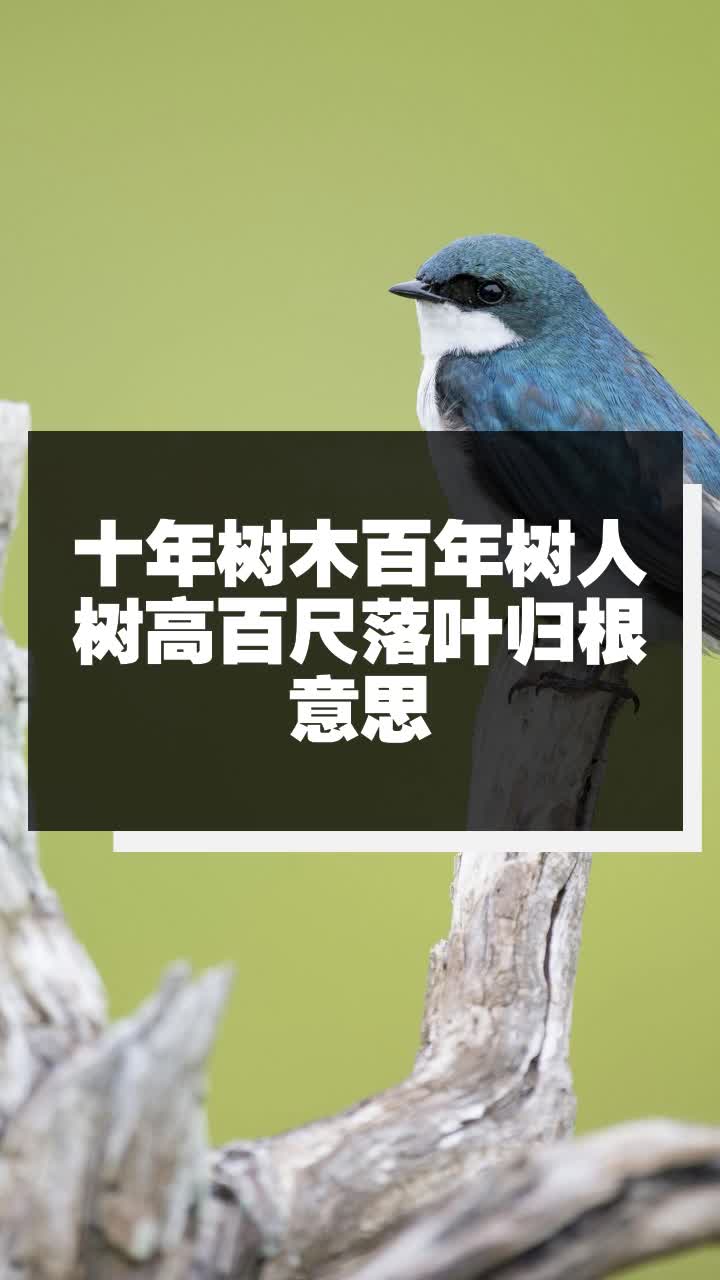 十年树木百年树人树高百尺落叶归根意思