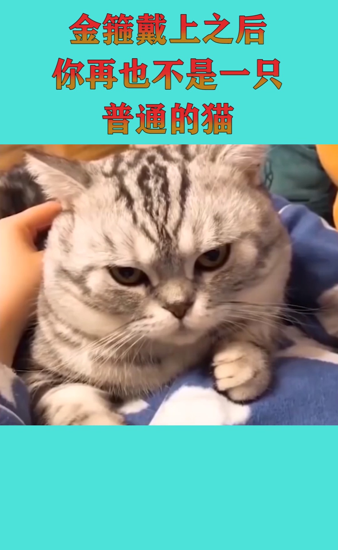 戴上金箍以后你再也不是一只普通的猫你会有压迫感