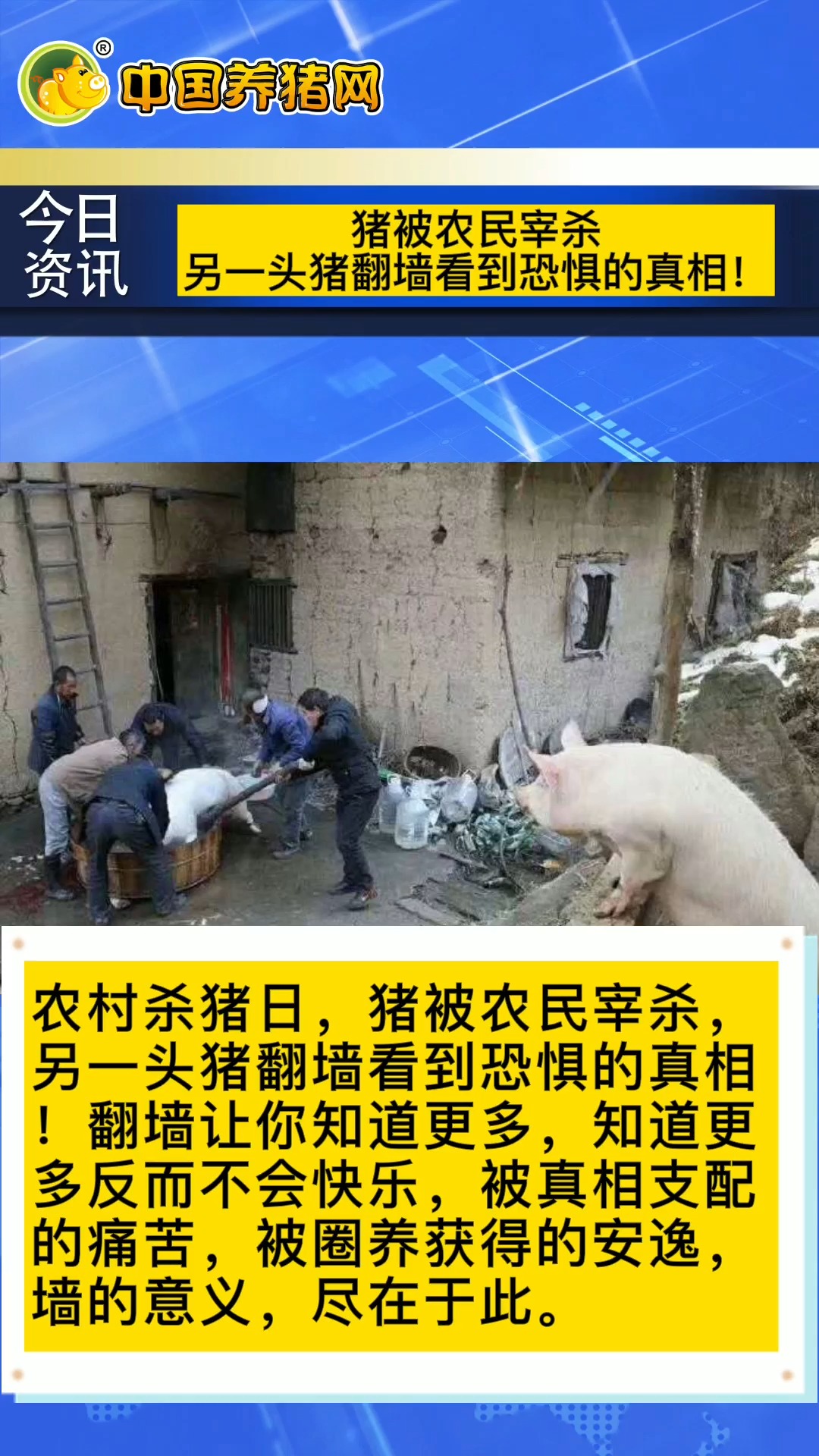 猪被农民宰杀另一头猪翻墙看到恐惧的真相