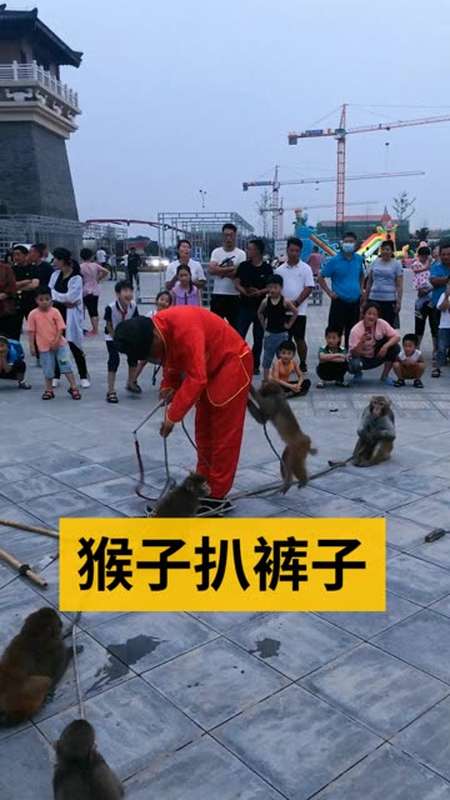 猴子太坏了,硬是要把师傅裤子扒了.