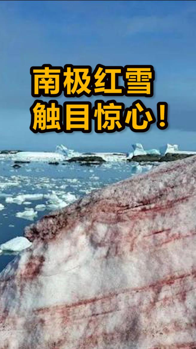 南极#南极雪地"大变色",或引发极地冰雪消融失控