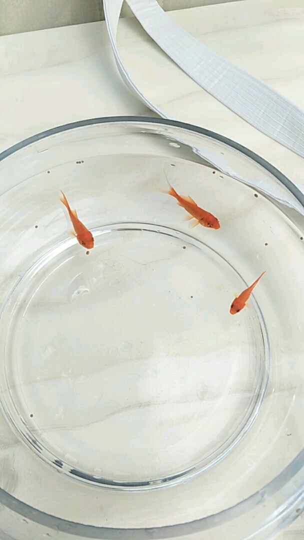 三条小鱼在觅食