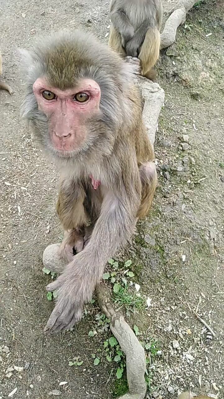 骨瘦如柴饿猴妈