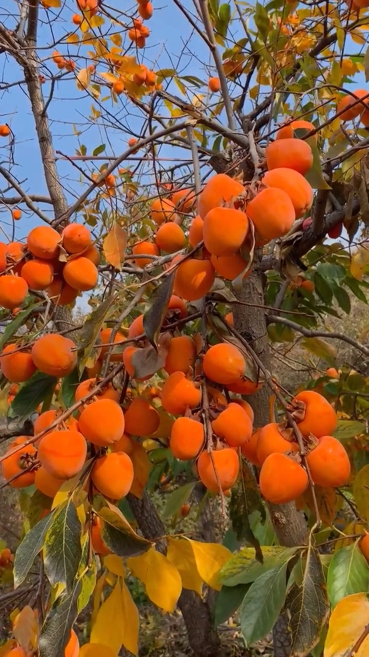 柿子熟了#大片的柿子成熟啦