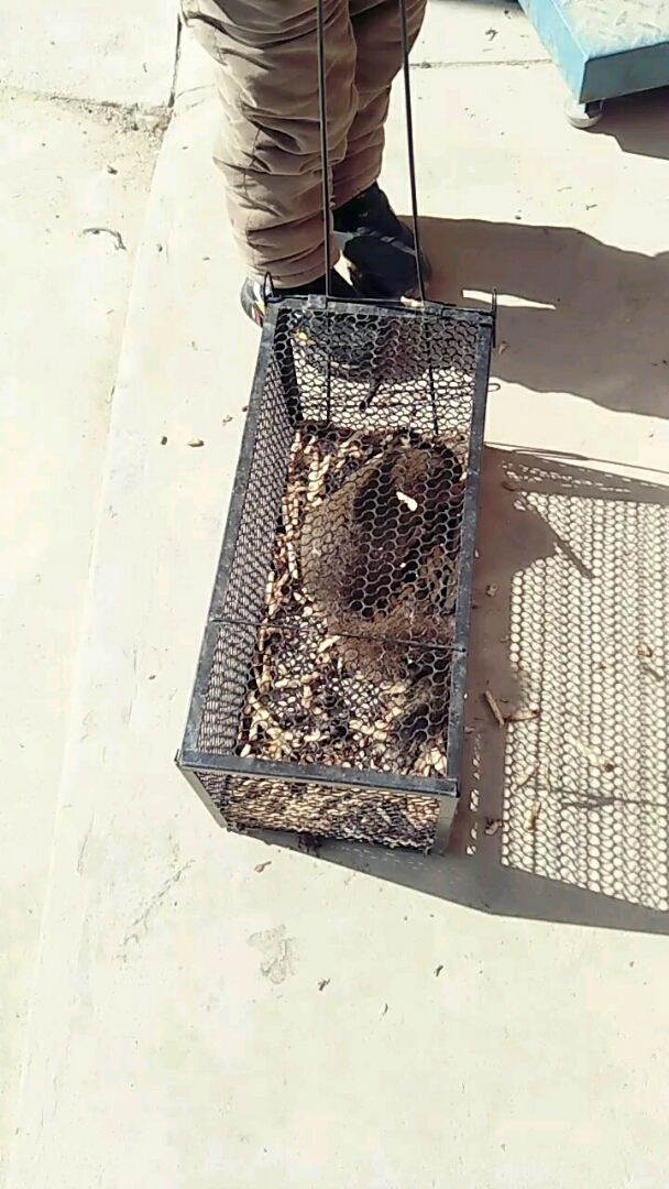 本来用来抓老鼠的笼子抓到了一只松鼠