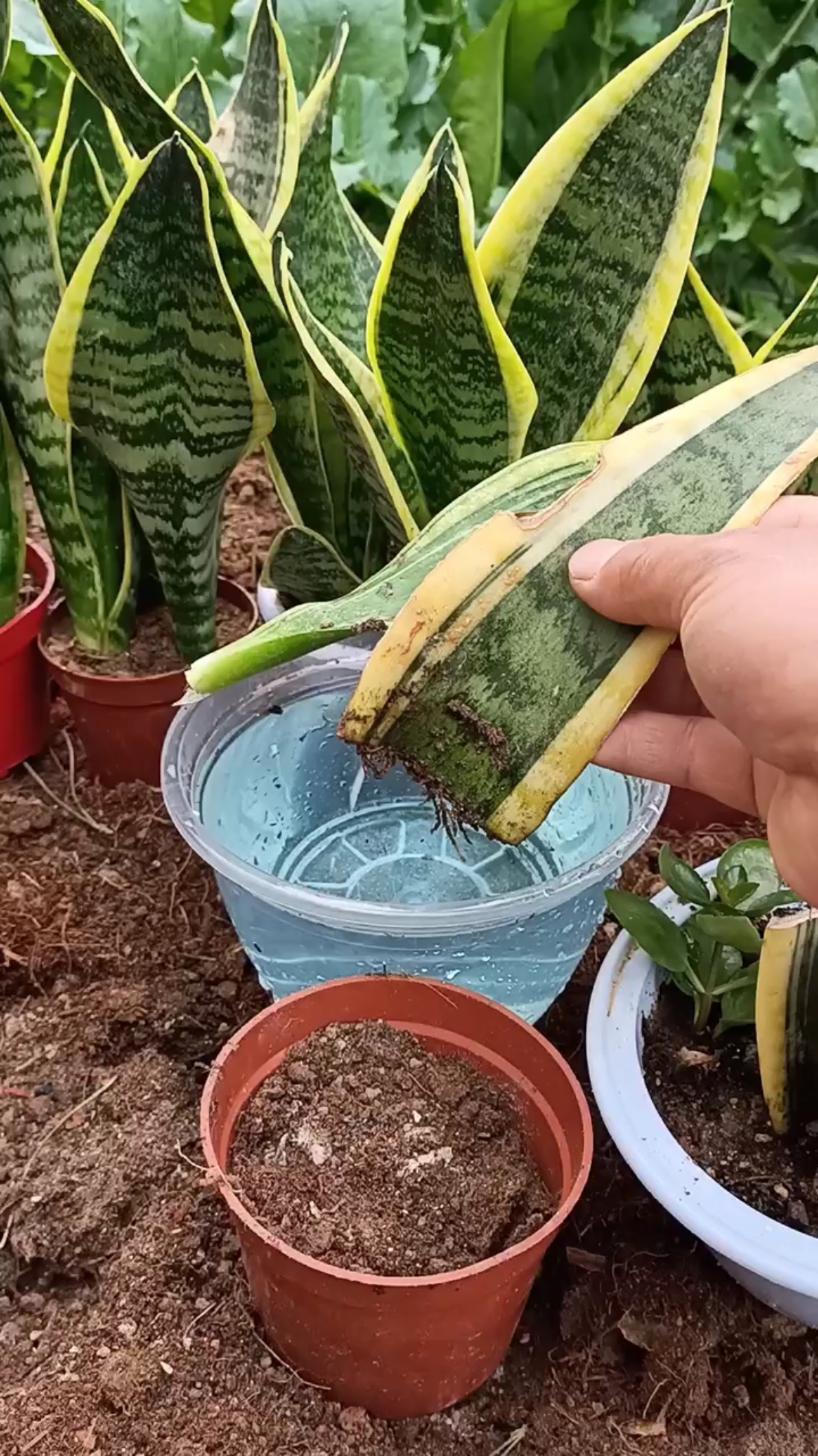 最潮劳动者#虎皮兰叶片扦插技术,成活率极高,你看懂了吗?