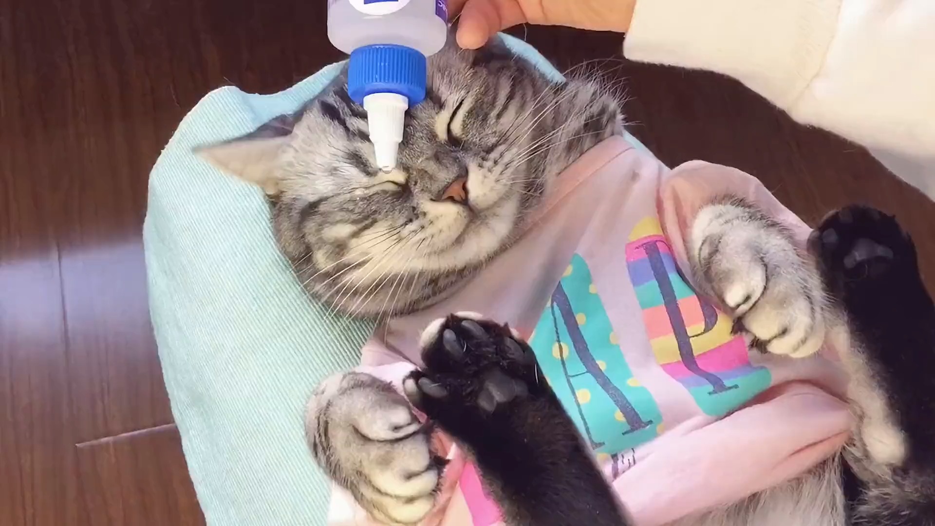 当小猫咪滴眼药水有经验后怎么看都像个人精猫咪的迷惑行为