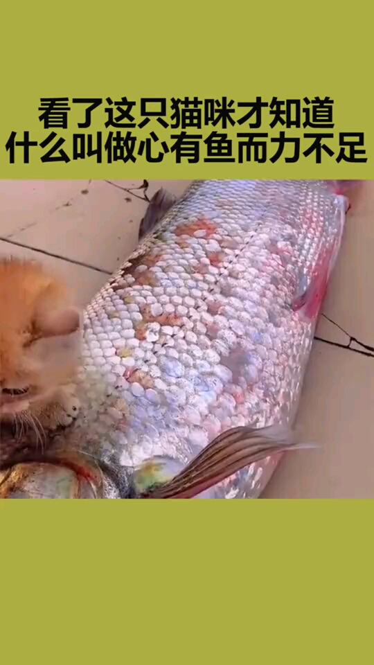 看了这只猫咪才知道,什么叫做心有鱼而力不足