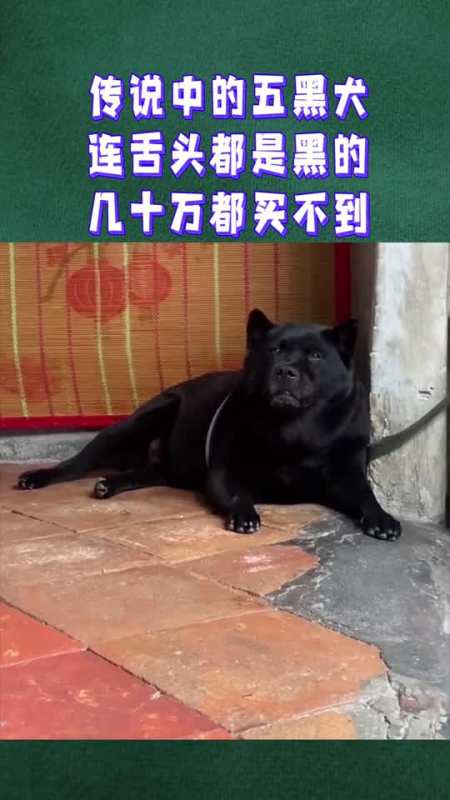 传说中的五黑犬,连舌头都是黑的,几十万都买不到!