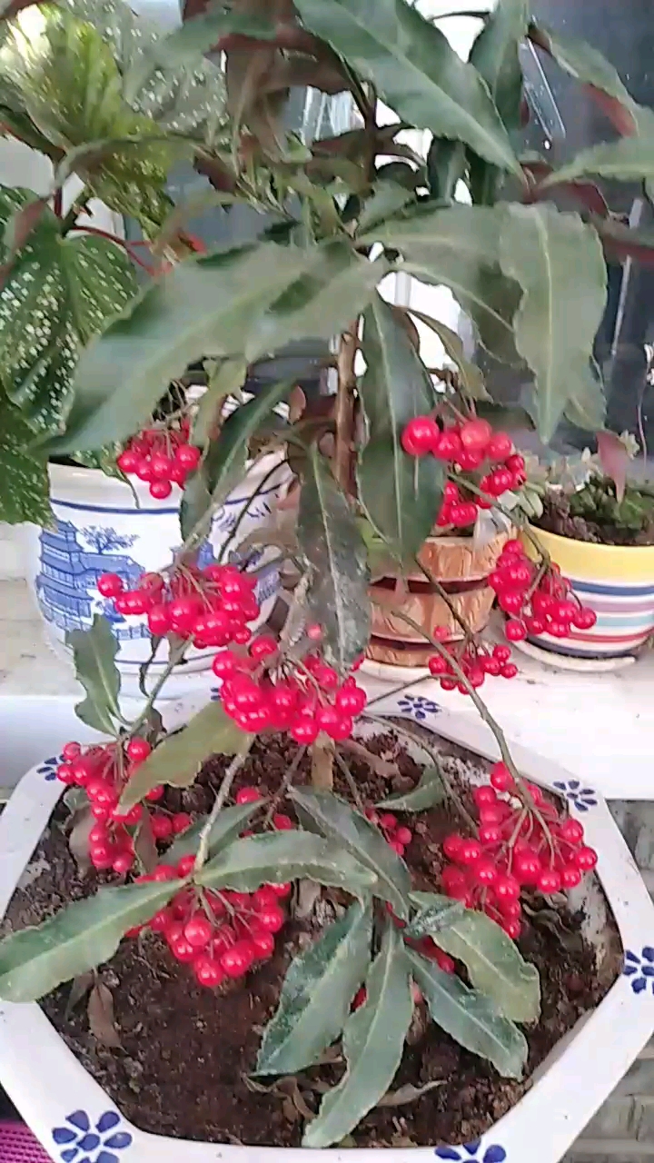 老铁们知道花名吗(腰缠万贯)恭喜你答对了