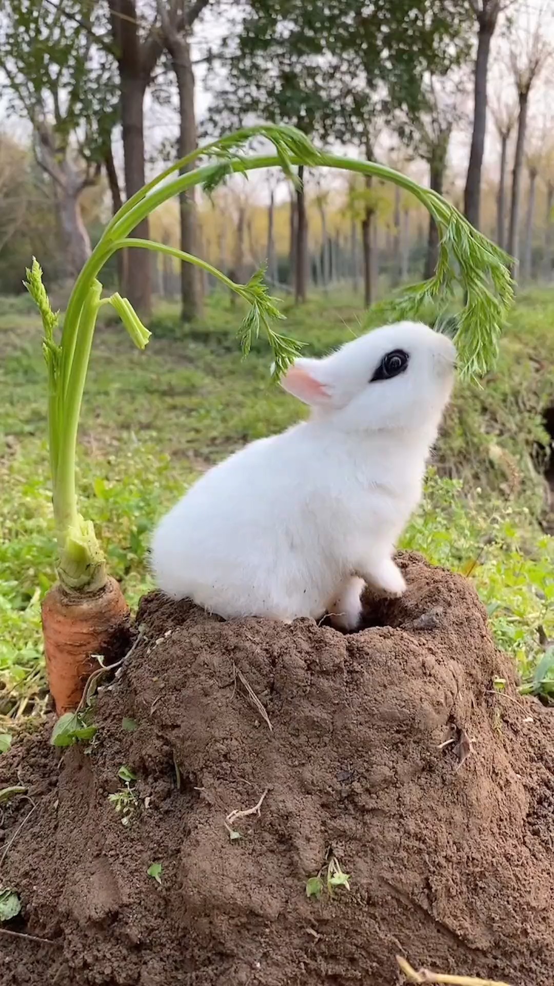 家有萌宠#小白兔就爱吃萝卜