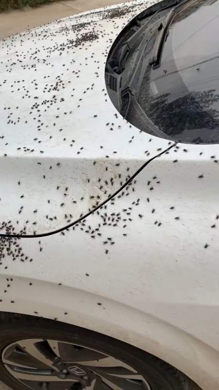 来来比一比看谁车上的苍蝇多我数了数差不多5000只