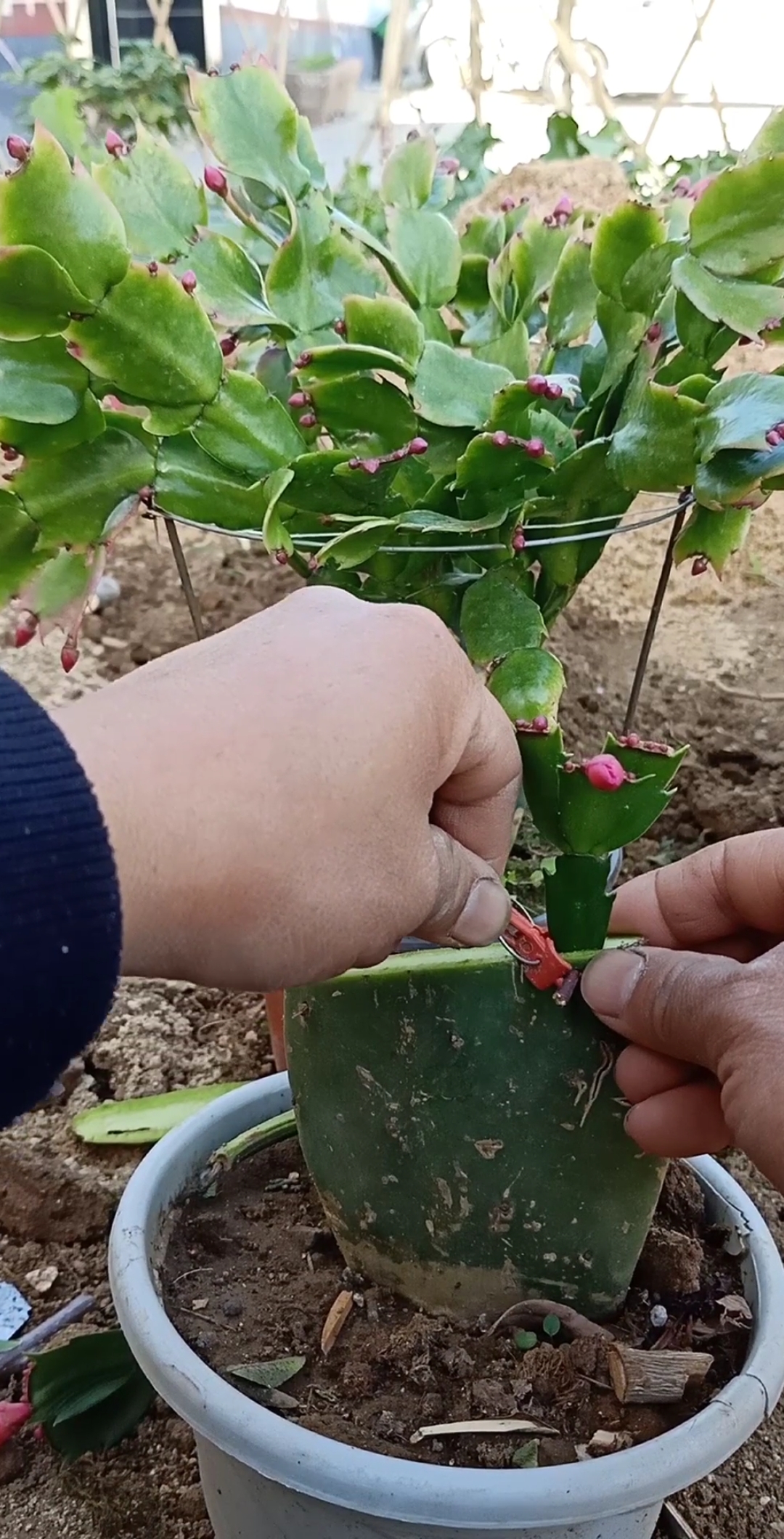 嫁接技术#仙人掌嫁接蟹爪兰技术,成活率极高,你看懂了吗?