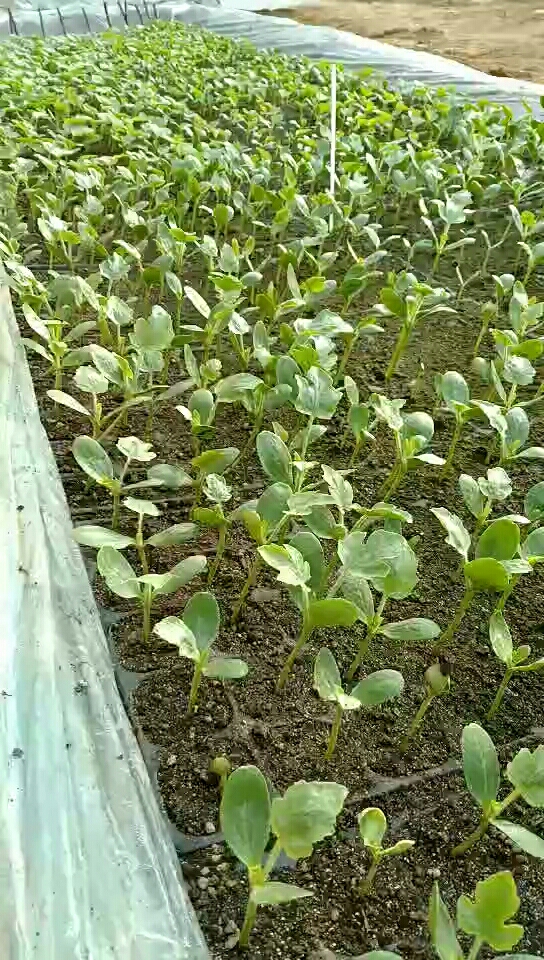 夏乐西瓜育苗啦看看苗长的怎么样