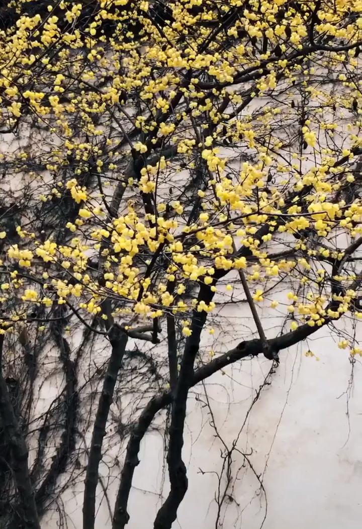 暗香浮动,一树繁花,只一眼,便是天涯.