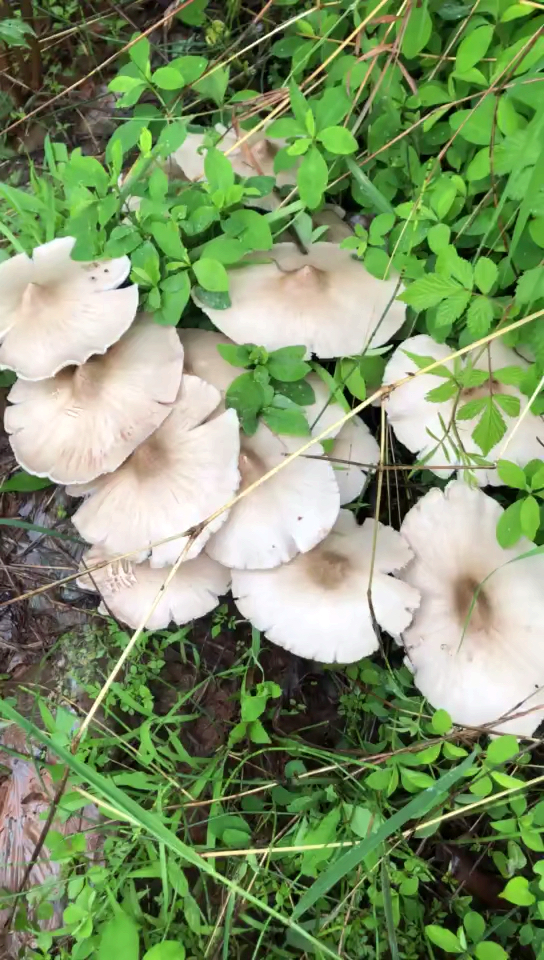 到了你家吗?这么多伞把菇,可以吃几天了