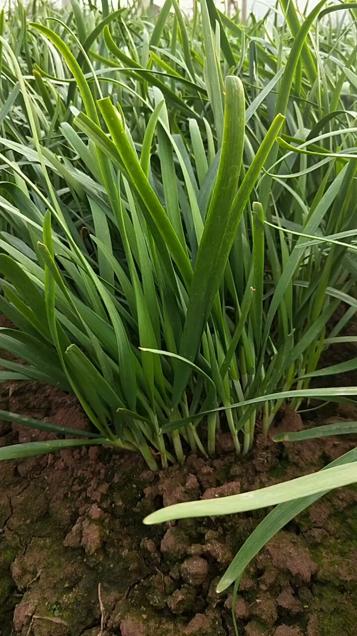 这一大棚韭菜年前卖完就没了.