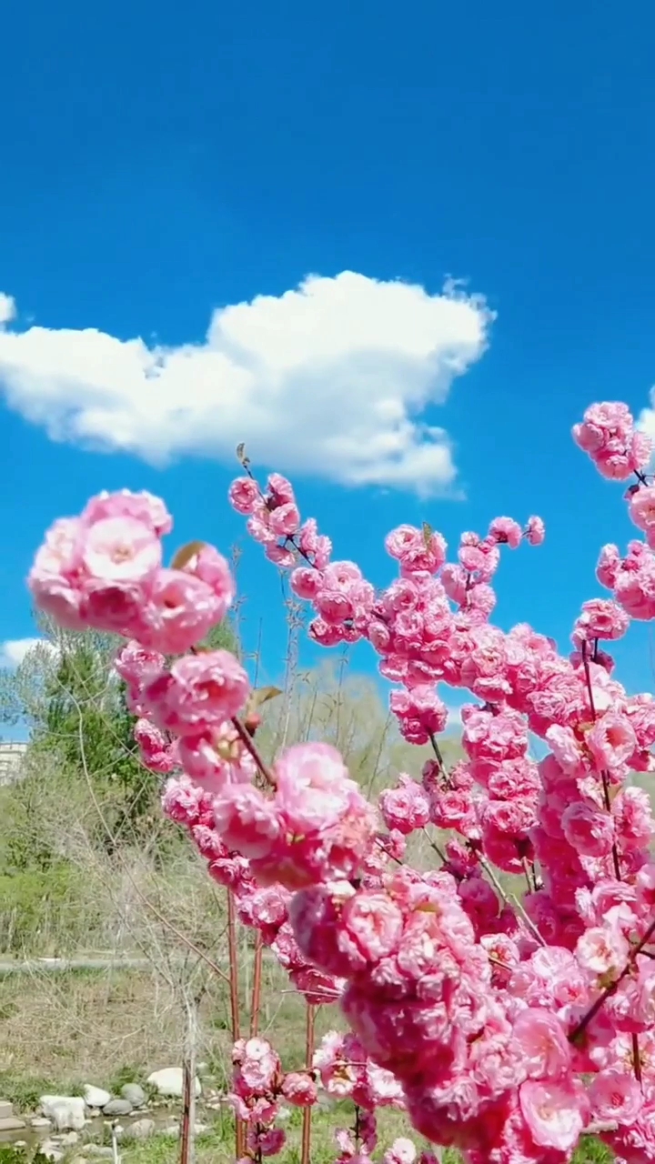 蓝天白云一朵红花图片图片