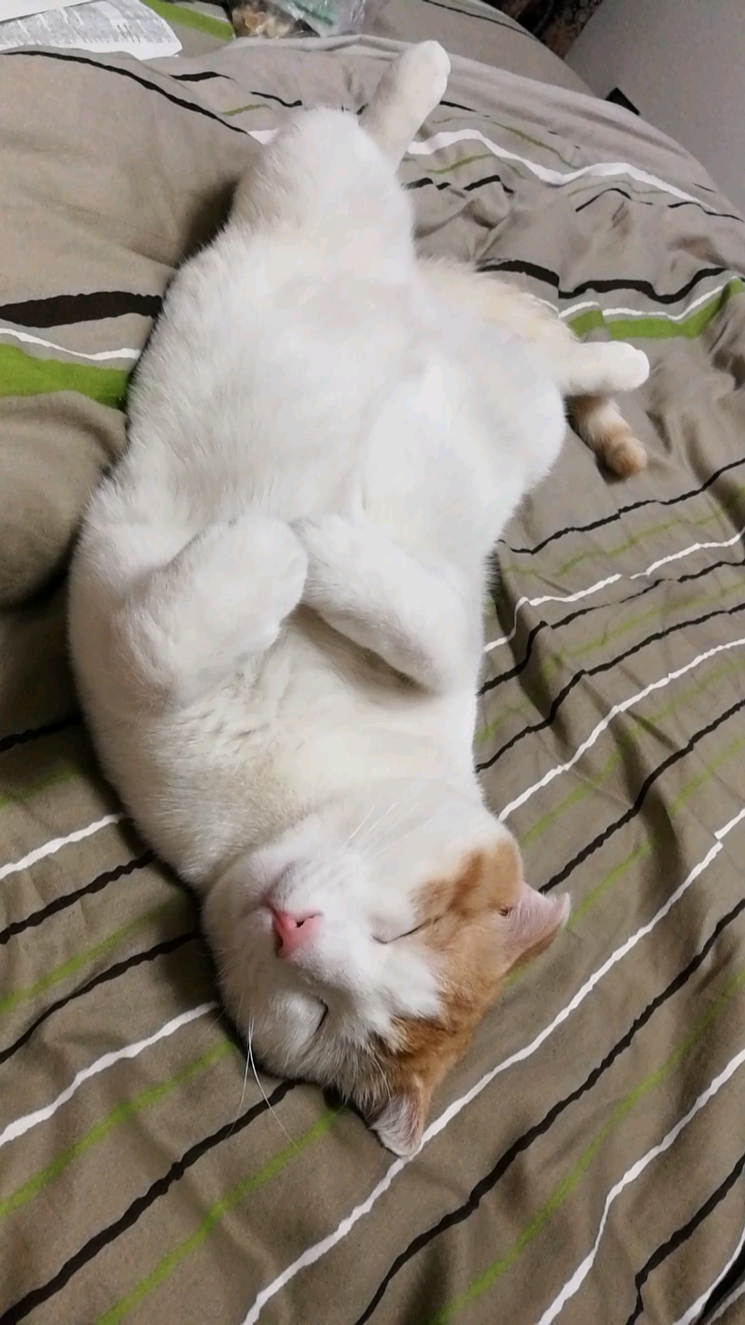 小小爱宠萌化你#极具安全感的睡姿,可爱到爆啊