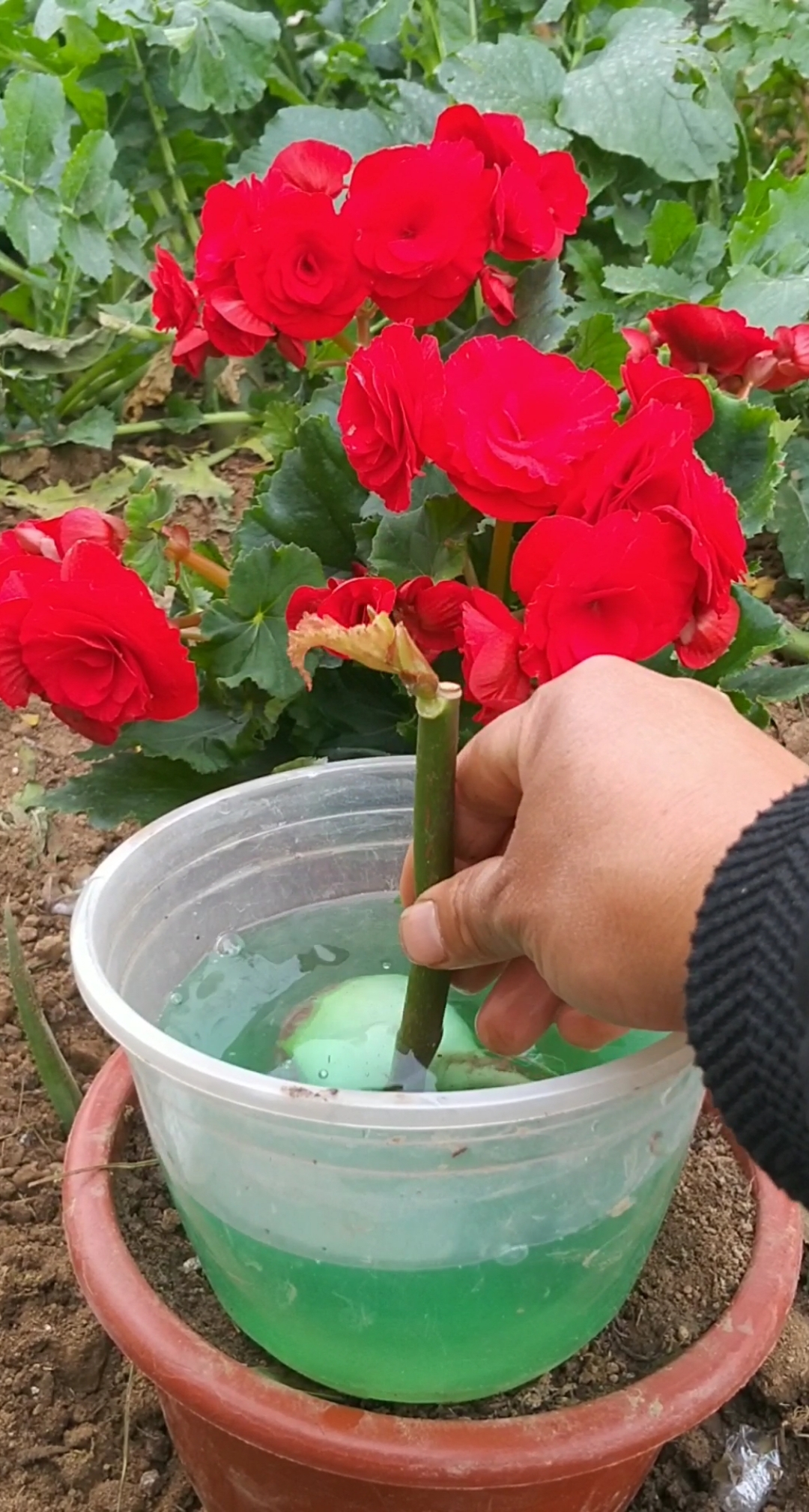 最潮劳动者#玻璃海棠扦插技术,成活率很高