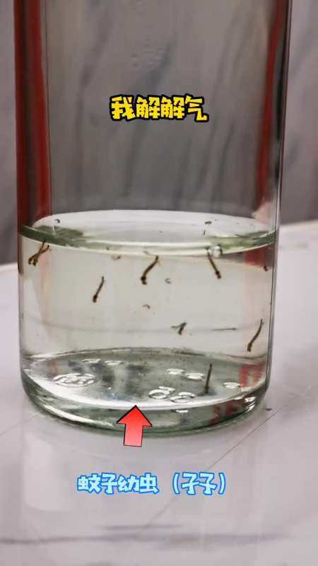 蚊子卵在水里图片图片
