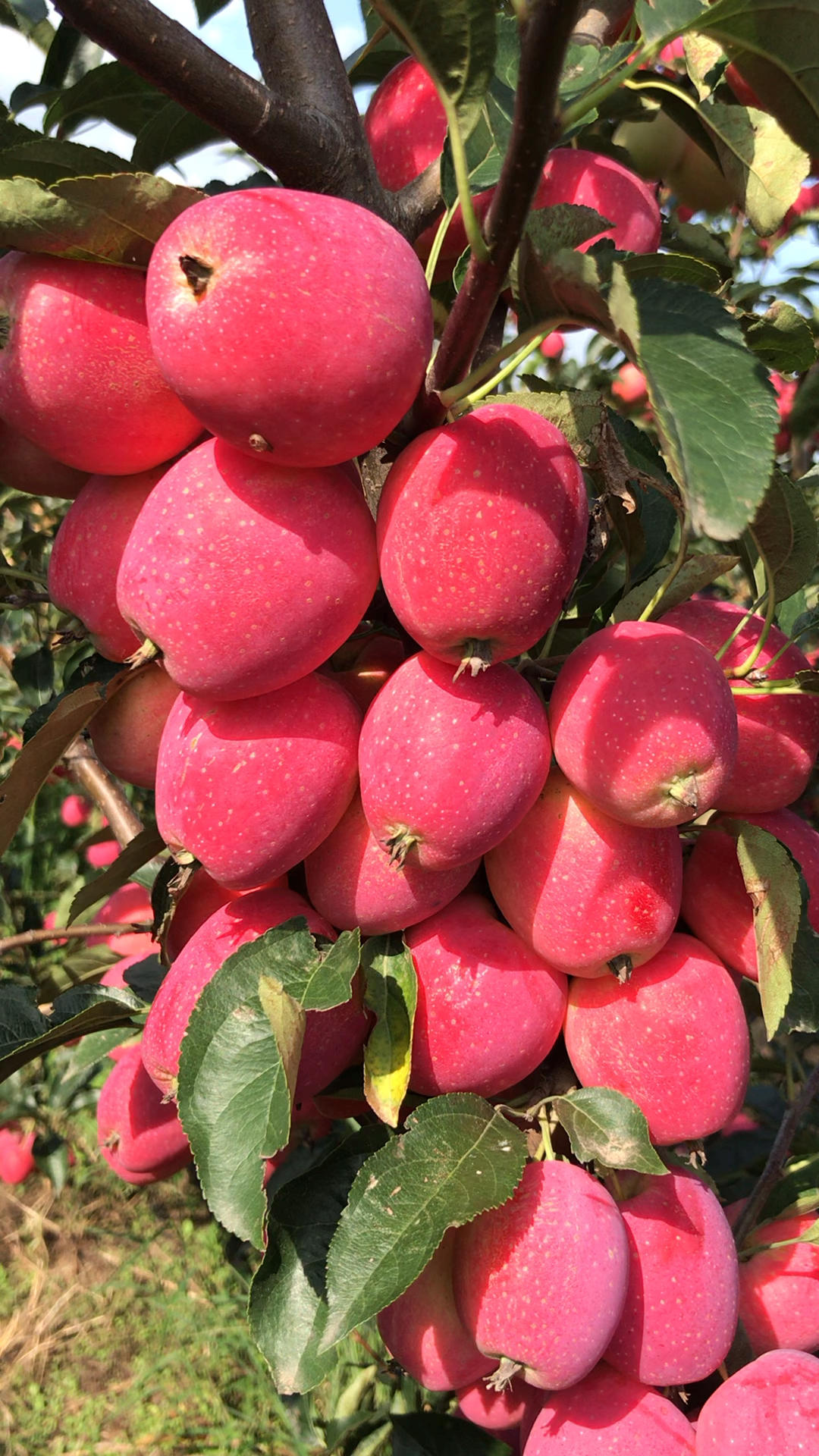 嘴角向上笑一个吧#鸡心果口感甜脆,色泽鲜艳