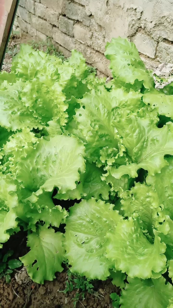 自家种的生菜长式很好,冬天可以吃火锅了