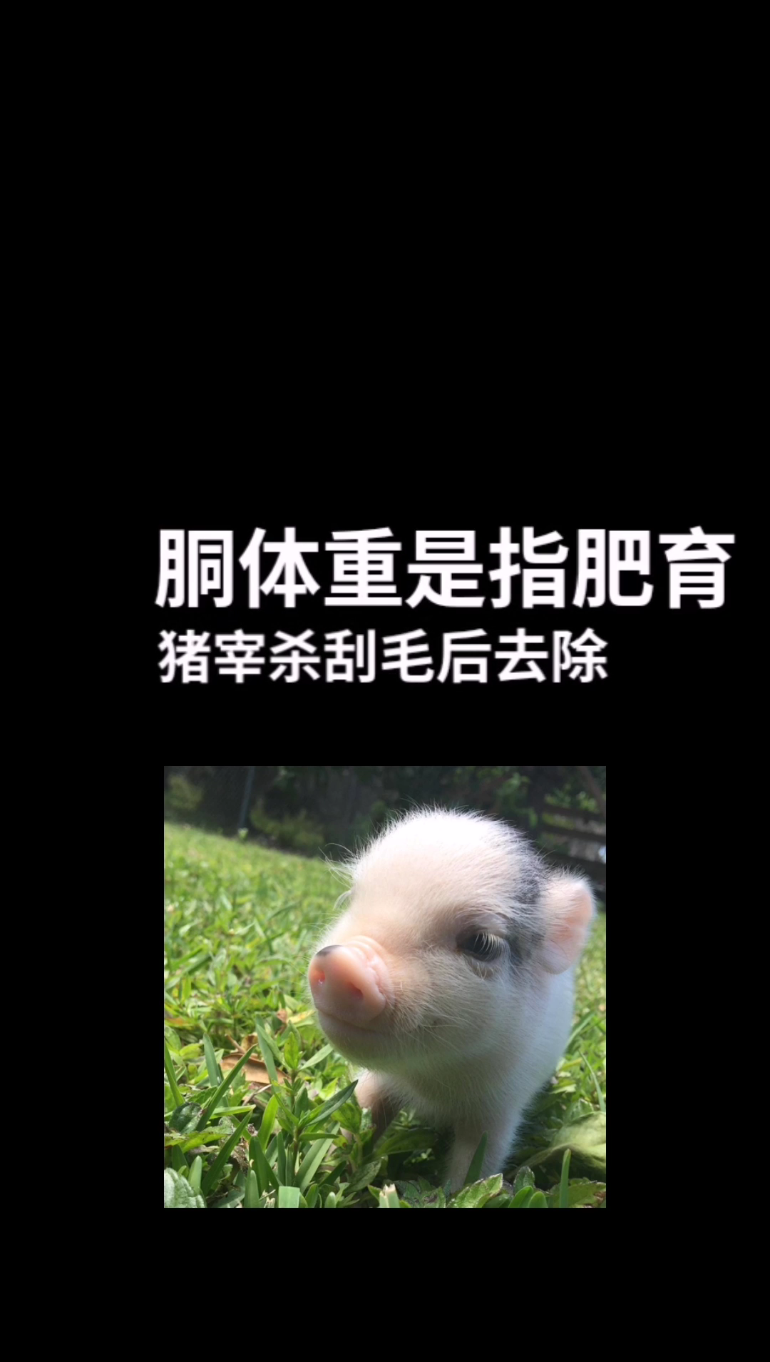 胴体重是什么意思