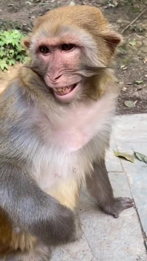 路人大笑起来,猴子也跟着笑,这模仿能力真强啊!