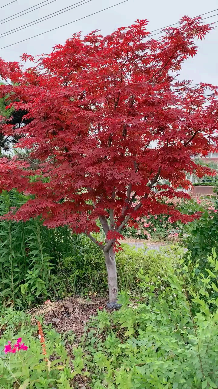 8公分的红枫,风景树,中国红,红枫