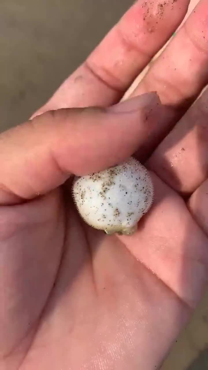 这是什么鱼有知道的吗像个玻璃球似的,萌萌的真可爱