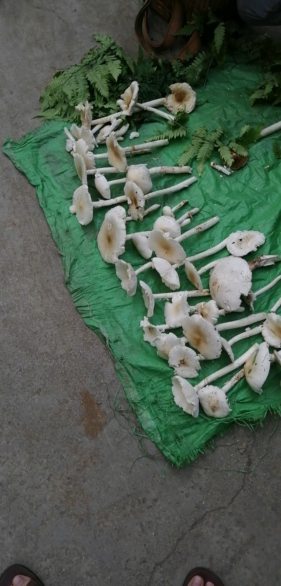 雨季攀枝花,山货很多——鹅蛋菌-度小视