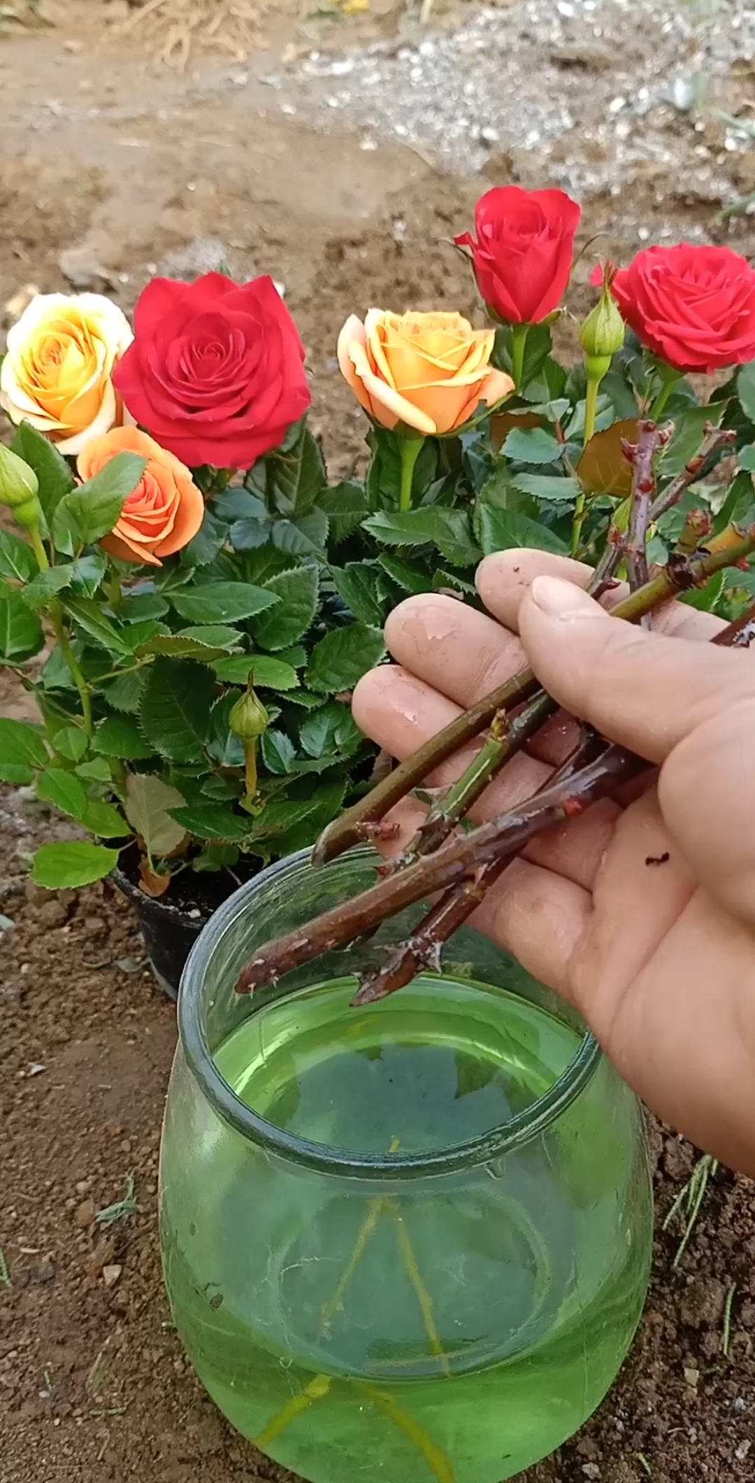 扦插技术#冬季扦插玫瑰技巧,科学管理成活率百分之百