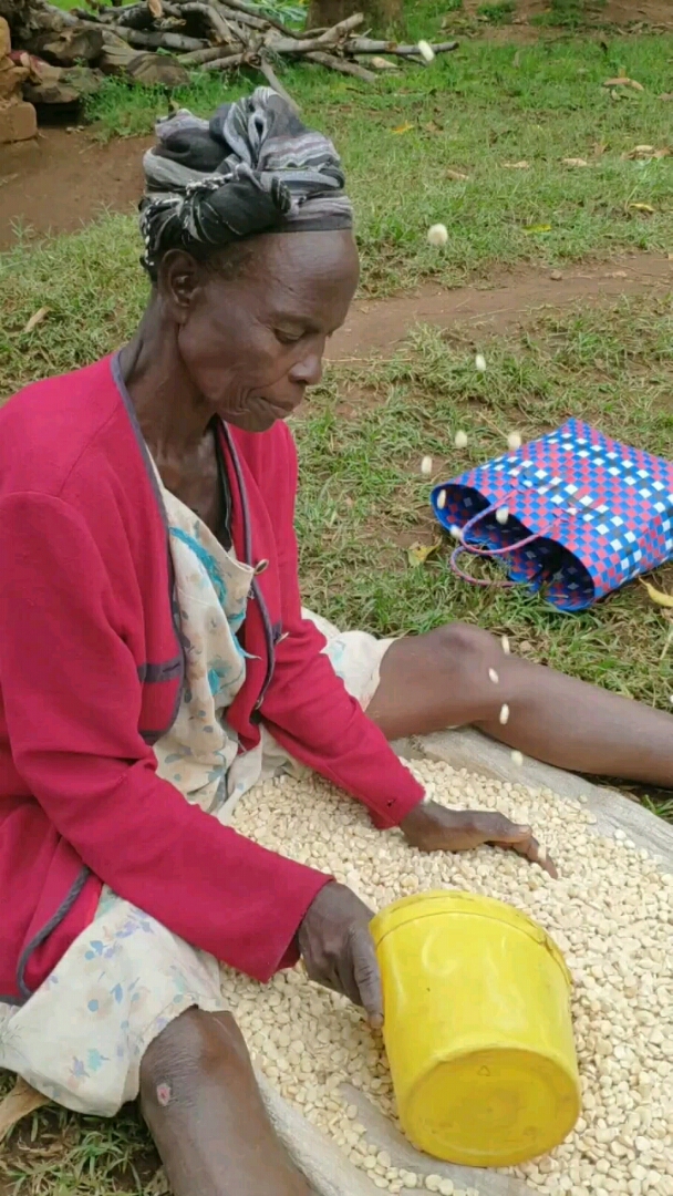 非洲白色的玉米