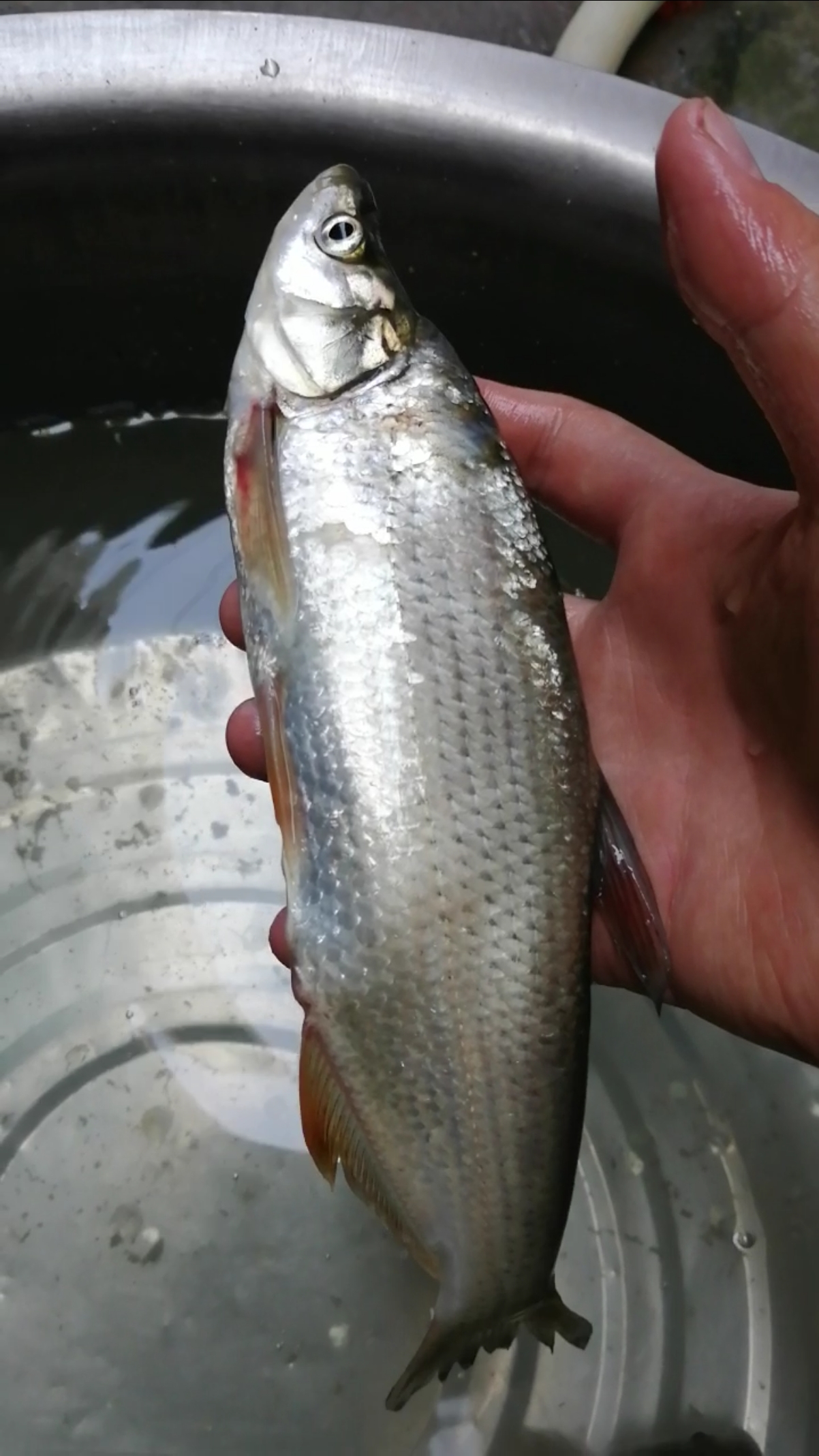 立秋#最爱的浪里白条携手黑旋风